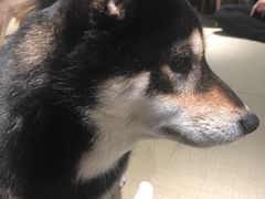 -逗柴咖啡屋·狗咖猫咖宠物桌游