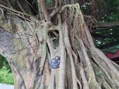 -神光山国家森林公园