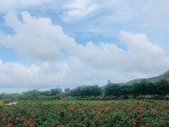 -亚龙湾国际玫瑰谷