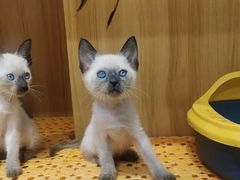 -欣宠猫屋·矮脚拿破仑·蓝金金渐层