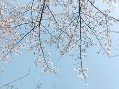 -高东镇樱花园