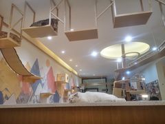 大堂-滚猫咖啡·猫咖·猫友好撸猫(未来城店)