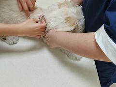 -全心全意连锁动物医院·微创中心·内科急重症·心脏专科(丰管路店)