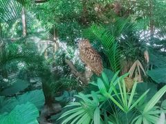 -广州长隆飞鸟乐园