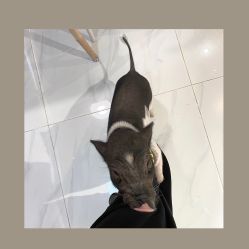 -Moni星球萌宠·小马宝莉·灵蛇·高端高阶全萌宠互动体验俱乐部(红豆国际广场店)