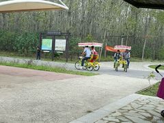 -合肥滨湖国家森林公园