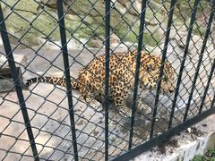 -大连森林动物园