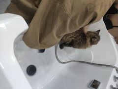 -爱洗澡的猫(天河路店)