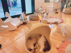 -momokira米努特·德文卷毛猫·棉花面纱犬