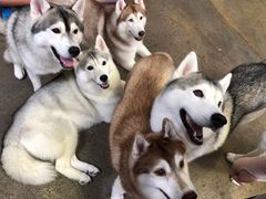 -TrueLove @ Neverland (Husky Cafe)
