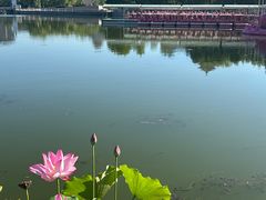-莲花池公园