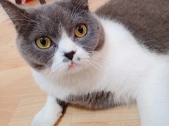 -猫音日语留学培训