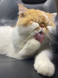 -蚂蚁造型俱乐部