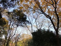 -青枫公园