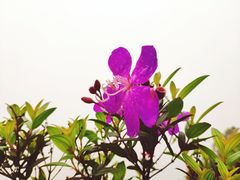-梅沙尖
