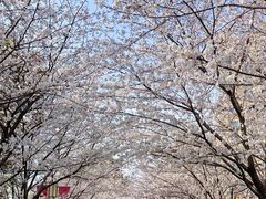 -高东镇樱花园
