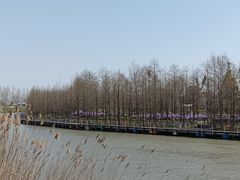 -荷兰花海