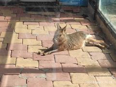 -大连森林动物园