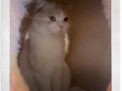 -藏猫猫咖啡主题馆(中央大道店)