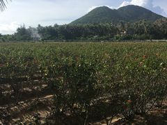-亚龙湾国际玫瑰谷