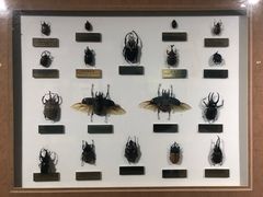 -上海昆虫博物馆