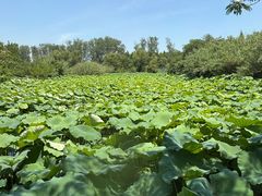 -溱湖国家湿地公园