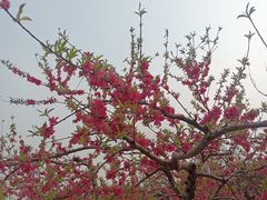-石家庄市植物园