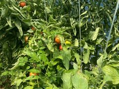 -庞各庄翠芳园西瓜蔬菜基地采摘园