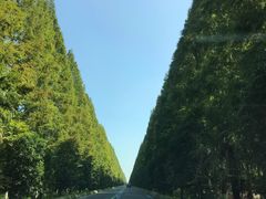 -黄海国家森林公园