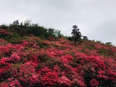 -木兰云雾山
