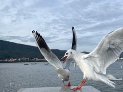 -海埂大坝