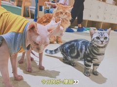 -藏猫猫咖啡主题馆(中央大道店)