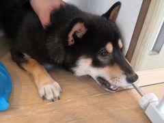 -南京Hallo宠物乐园·哈罗犬舍·柴犬繁育基地