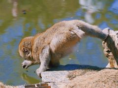 -岚山猴子公园