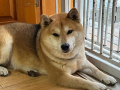 -是阿柴呀！柴犬咖啡·爱喵喵猫咖