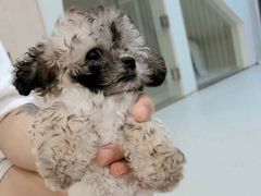 -当汪遇见喵宠物店