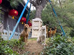 -龙华素斋(龙华路店)