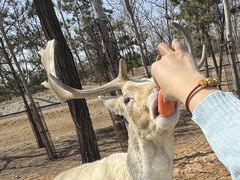 -秦皇岛野生动物园