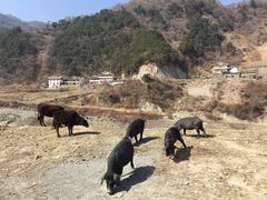 -硗碛藏寨·神木垒景区