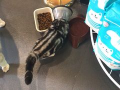 -十年猫舍·猫咪专门店(普陀店)