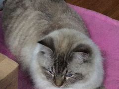 -酷狗靓猫宠物·洗护·美容·寄养(航北路店)