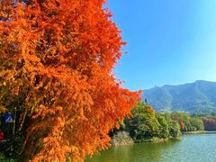 -深圳仙湖植物园