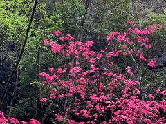-梭布垭石林景区