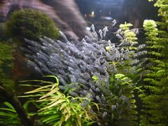 -迪拜水族馆及水下动物园