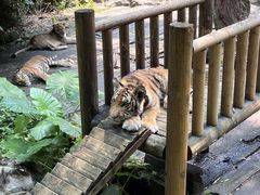 -广州长隆野生动物世界