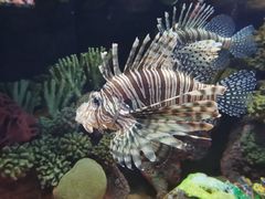 -上海海洋水族馆