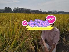 -光明小镇欢乐田园
