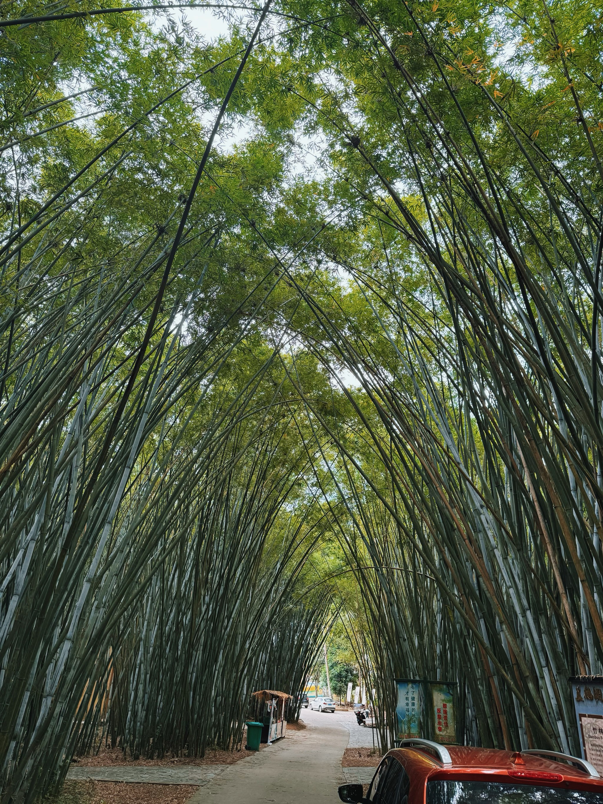 一抹清新,夏日里的竹林