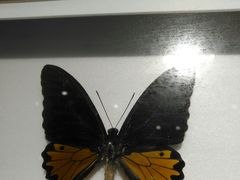 -上海昆虫博物馆