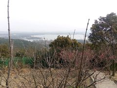 -香雪海